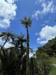 Cyathea cunninghamii