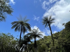 Cyathea cunninghamii