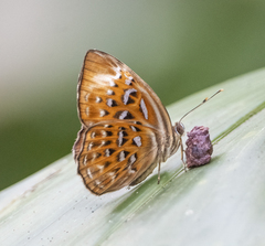 Taxila haquinus haquinus