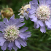 Perennial Scabious - Photo (c) Quinn Dombrowski, some rights reserved (CC BY-SA)