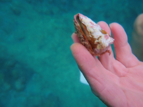 Conus lividus observed 2021-11-04