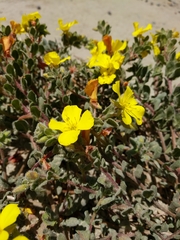 Camissoniopsis cheiranthifolia cheiranthifolia