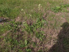 Arnoglossum plantagineum