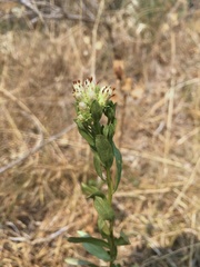 Sericocarpus rigidus