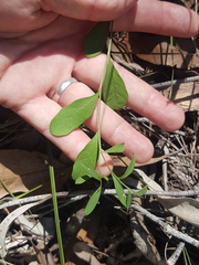 Synostemon hirtellus