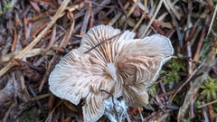 Claudopus
