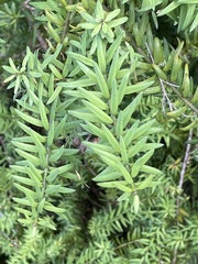 Podocarpus laetus