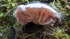 Claudopus