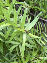 Podocarpus laetus