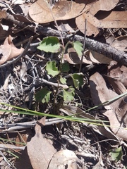 Goodenia rotundifolia