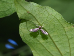 Eugauria albidentata