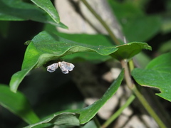 Eugauria albidentata