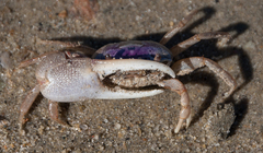 Leptuca pugilator