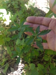 Centratherum riparium