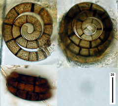 Helicoon pluriseptatum