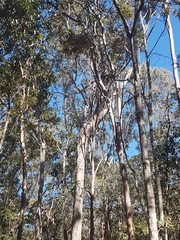 Eucalyptus moluccana