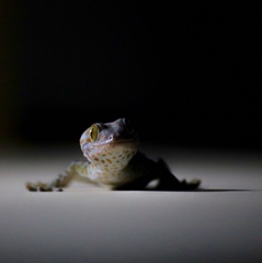 Gekko gecko