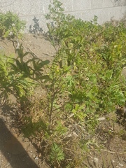 Ambrosia artemisiifolia