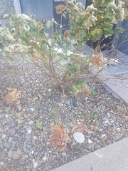 Magnoliopsida