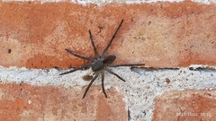 Lycosidae