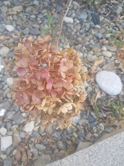 Magnoliopsida