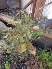 Reynoutria japonica