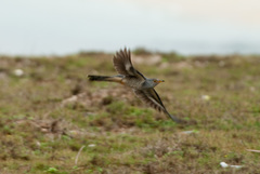 Lesser Cuckoo photo 3
