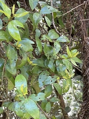 Metrosideros fulgens