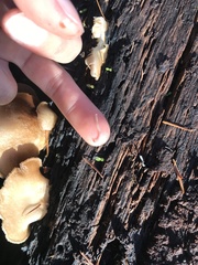 Gosodesmus claremontus