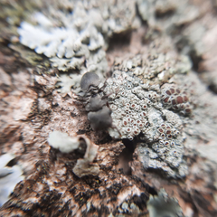 Cephalotes borgmeieri