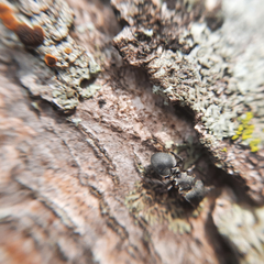 Cephalotes borgmeieri