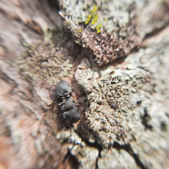 Cephalotes borgmeieri