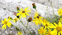 Senecio inaequidens