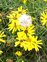 Senecio inaequidens