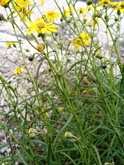 Senecio inaequidens