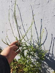Sisymbrium officinale