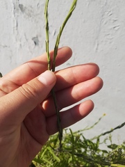 Sisymbrium officinale