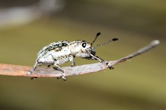 Pelororhinus argentosus