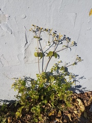 Galinsoga quadriradiata