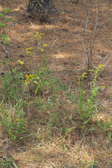 Solidago ulmifolia ulmifolia