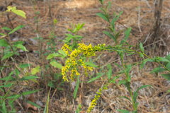 Solidago ulmifolia ulmifolia
