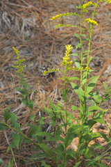 Solidago ulmifolia ulmifolia