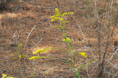 Solidago ulmifolia ulmifolia