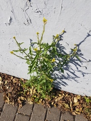 Sisymbrium officinale
