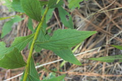Solidago ulmifolia ulmifolia