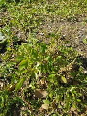 Chenopodium album