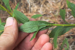 Solidago ulmifolia ulmifolia