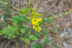 Solidago ulmifolia ulmifolia