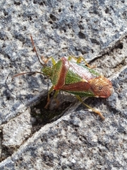 Acanthosoma spinicolle