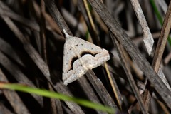 Dichromodes euscia